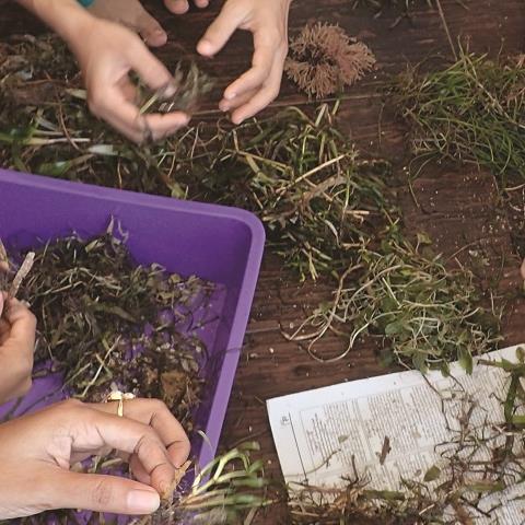 Myanmar P7_seagrasssorting